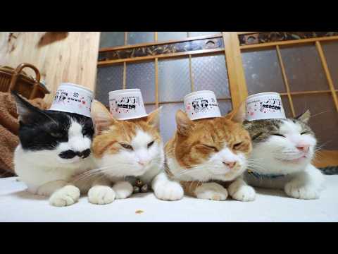 元祖花巻納豆（カップ）　のせ猫　260405 サムネイル