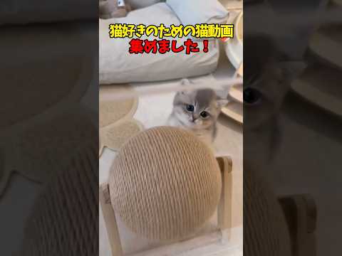 猫スッキ😍 猫 cat cats cute サムネイル