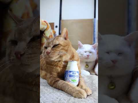 雪国のむヨーグルト　260401　　のせ猫　 cat　 cute　 猫のいる暮らし　 ねこ ねこ　 ネコ　 猫のいる生… サムネイル