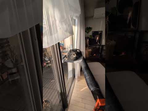 アメショーのラッテ アメショ アメリカンショートヘア 猫と暮らす家猫との暮らし猫 サムネイル