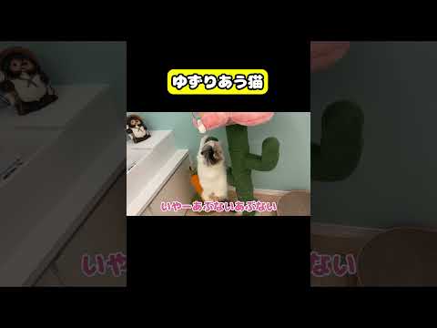 ゆずりあう猫　猫 おもしろ アテレコ ニャンチューバーつくし サムネイル