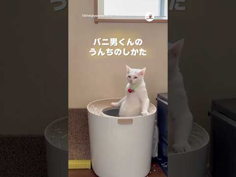 湯船浸かるみたいにトイレする猫｜PECO サムネイル