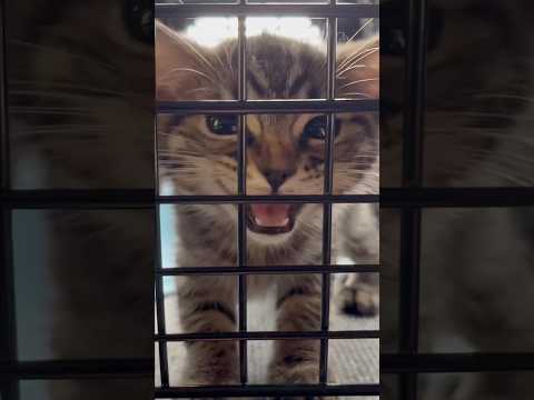 子猫を迎えて、愛情いっぱい育てた結果...!! cat 猫 サムネイル