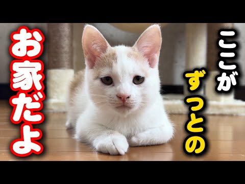 ひとりぼっちの子猫がうちの子になりました サムネイル