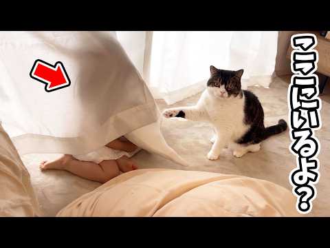 かくれんぼしている娘の場所を良かれと思って教えてくれる猫がこちら…w