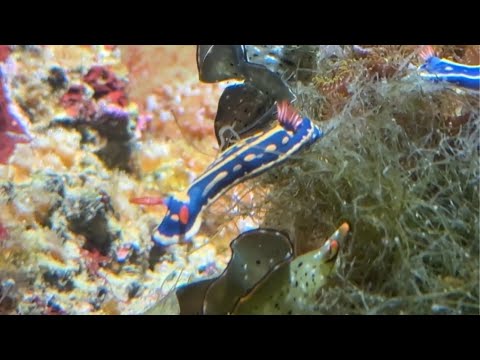 【週末おさかな部】6月カレンダー「ウミウシ大集合」🎨🐟vol.173 サムネイル
