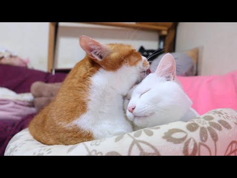 しらたまをぺろぺろぼー　260128 サムネイル