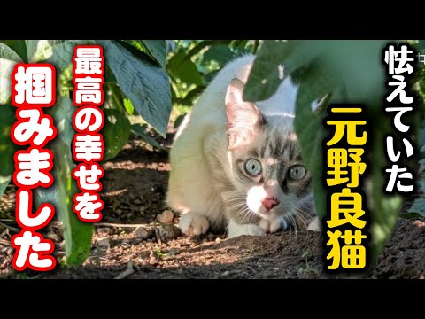 ビニールハウスで育った野良猫が幸せへと旅立ちました サムネイル