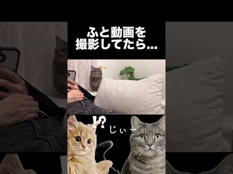 うちの猫が急に可愛いことし始めたんですが...shorts 猫 猫好きさんと繋がりたい