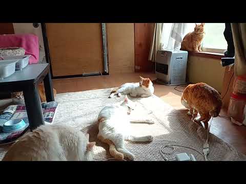 またたびに酔う サムネイル