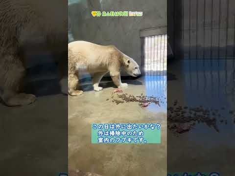 【東山動植物園公式】フブキの誕生日《 ホッキョクグマ　クマ 》 サムネイル