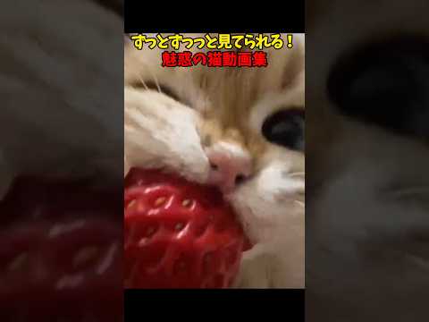 猫に見惚れちゃう😘