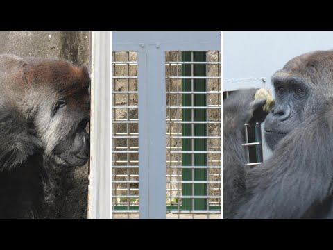 モモカとモンタの面談扉　ワシントン条約違反にWAZA動物福祉規約違反、動物愛護法違反だ！！非人道主義を実践する千葉市動… サムネイル
