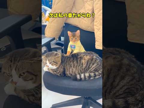 猫に癒される一分間♥