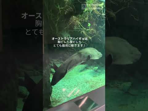 ○○〇と形が似ている 名古屋港水族館   shorts