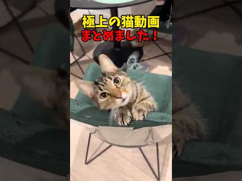 目がハート😍 猫 cat cats cute サムネイル