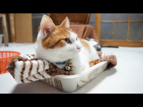 話題の猫動画！かごでふみふみちろの神回