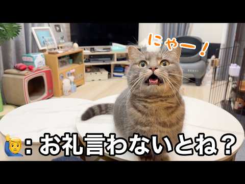 うちの猫たちが神ファンサしてくれました サムネイル