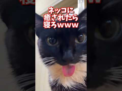 ネッコの動画で癒されたら寝ろｗｗｗ　2ch  動物  猫 癒やし ねこ動画 サムネイル