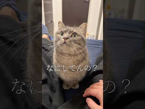 お留守番してる猫のこと心配になりませんか？shorts 猫 猫のいる暮らし サムネイル