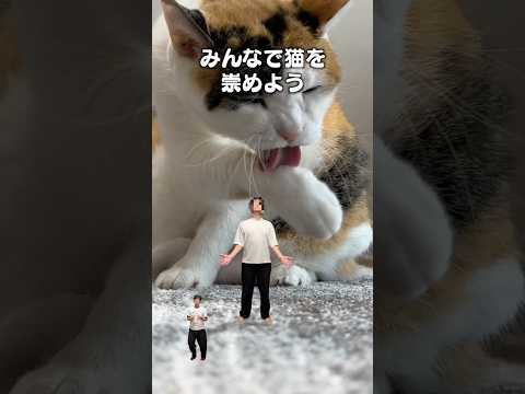 「猫様って神様」猫あるある|フルはApple Musicほか音楽アプリへ