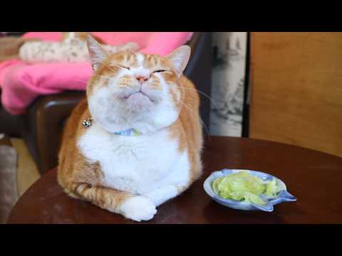 ちゃぶ台の上のレタスサラダ　260806 サムネイル