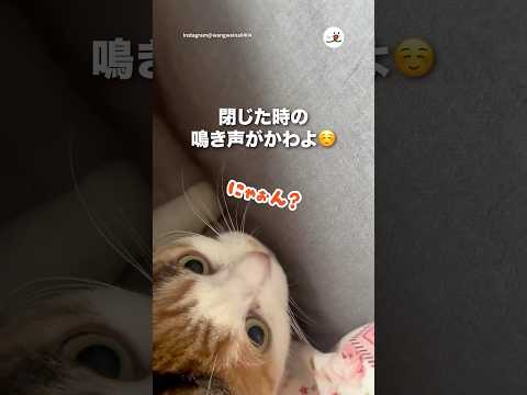 閉じた時の鳴き声がかわよ☺️｜PECO サムネイル