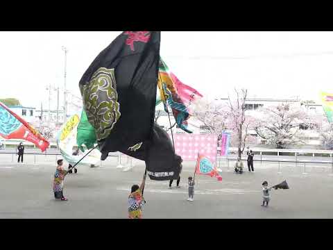 オープニング　welcome 大旗共演＠2026　サクラタウンよさこい～春の特別祭～ サムネイル
