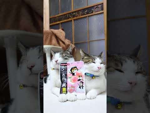 ニャン者めし鋼 ピーチ味　260223　のせ猫　 cat cute kitty　 kitten cutecat ねこ… サムネイル