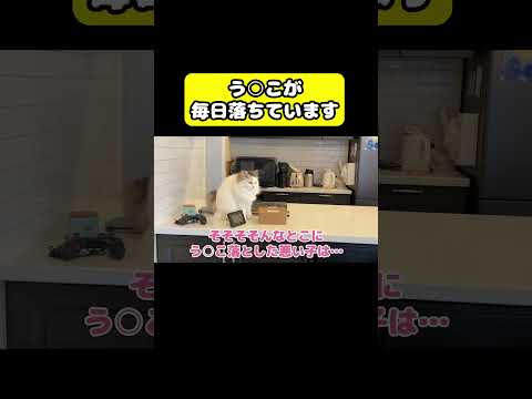 毎日う○こが落ちています　猫 おもしろ アテレコ ニャンチューバーつくし サムネイル
