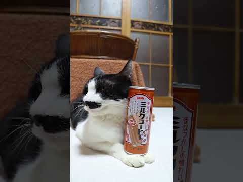 ミルクコーヒー　260317　のせ猫　 cat　 cute　 kitty　 ねこ　 猫のいる暮らし　 kitten… サムネイル
