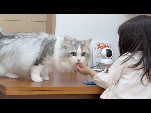 弟のように育った子猫のお世話をしたい2歳の娘 サムネイル