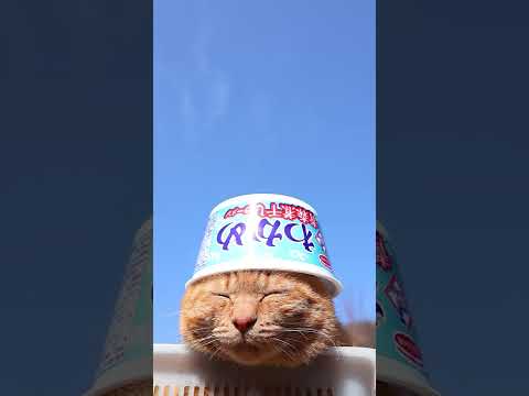 わかめ　青森煮干しラーメン　260511　 cat のせ猫 cute　 わかめ ねこ ネコ　 青森煮干しラーメン カッ…