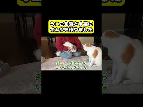 う○こを落とす猫にオムツを作りました　猫 おもしろ アテレコ ニャンチューバーつくし サムネイル