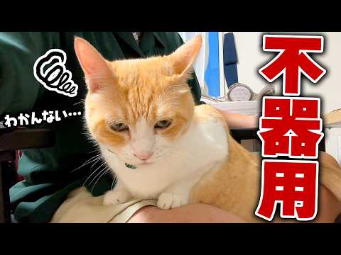 【不器用】飼い主の膝に乗り慣れていない猫、愛らしすぎる。