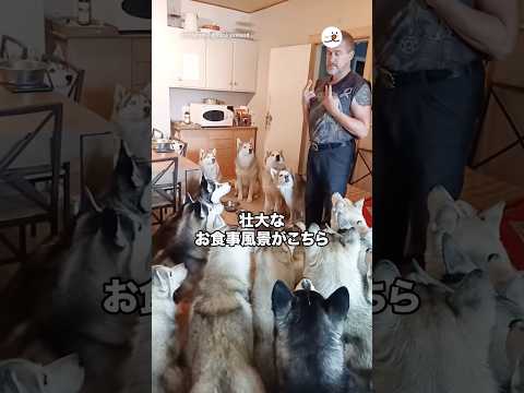 壮大なお食事風景｜PECO