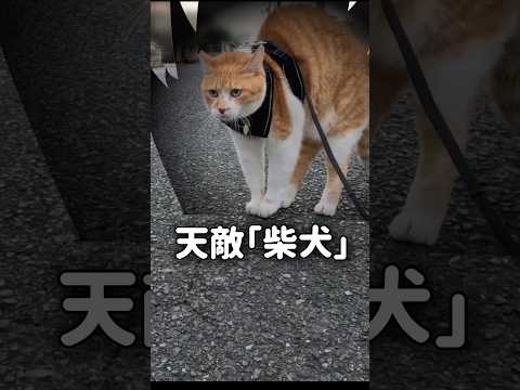 猫には世界がこう見えている猫 元野良猫 猫の散歩 猫のいる暮らし 元野良猫チャチャ