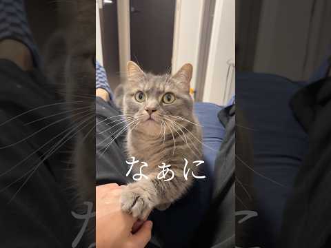 田舎の父ちゃんと猫の会話ってだいたいこんな感じ shorts 猫 猫のいる暮らし サムネイル