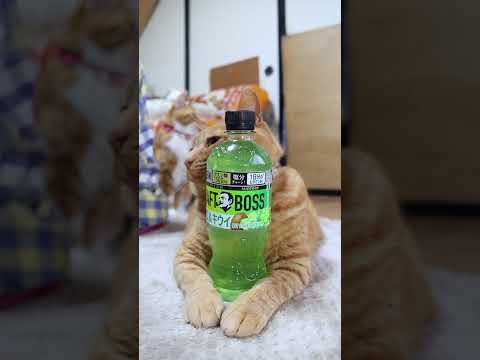 クラフトボス アロエ＆キウイ　260511　 cat 猫 cute　 クラフトボス ねこ ネコ　 猫　 アロエ＆キウイ… サムネイル