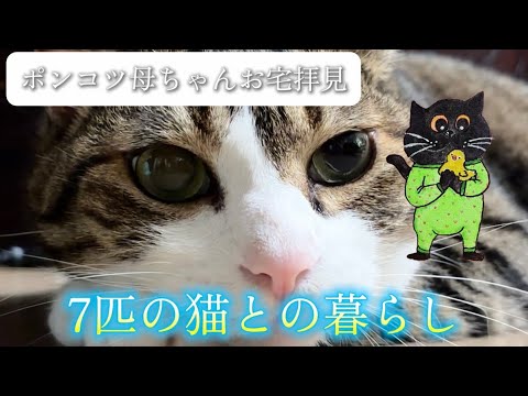 7匹の猫との暮らし サムネイル
