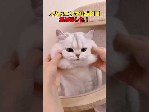 ニッコニコ☺️ 猫 cat cats cute サムネイル