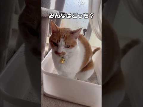 「ごはん食べると猫ルンコ」猫あるある|フルはApple Musicほか音楽アプリへ サムネイル