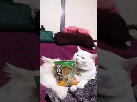 かぼちゃせんべい　250105　のせ猫　 cat cute ねこ　 猫のいる暮らし  ネコ　 猫のいる生活　 cute… サムネイル