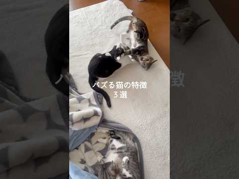 バズる猫の特徴3選 猫 ねこ 猫のいる暮らし 保護猫 猫好きさんと繋がりたい 雑学 豆知識 VOICEVOX:ずんだもん サムネイル