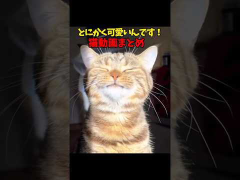 とにかく可愛い猫動画🐱 #猫 #cat #cats #cute サムネイル