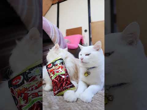 柿の種チョコ　260214　のせ猫　 cat cute ネコ　 猫のいる暮らし　 cutecat　 ねこ　 kitte… サムネイル