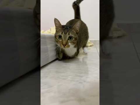 The coolest cat in the world サムネイル