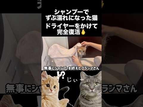 濡れた身体を乾かし終わった後の猫の行動が可愛すぎた shorts 猫 猫のいる暮らし サムネイル