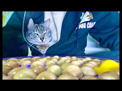99%が5分で眠くなる｜猫×水の音ASMR Deep Relax ASMR｜Cat Purring & Wooden… サムネイル