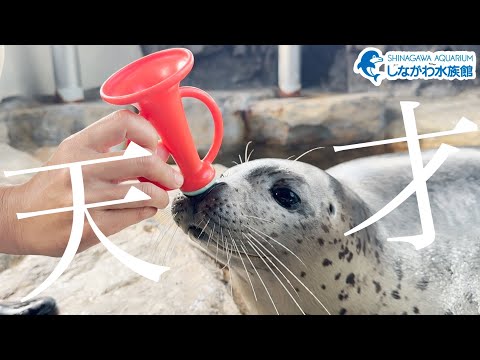 話題の神回！しながわ水族館でのゴマフアザラシの魅力を探る サムネイル